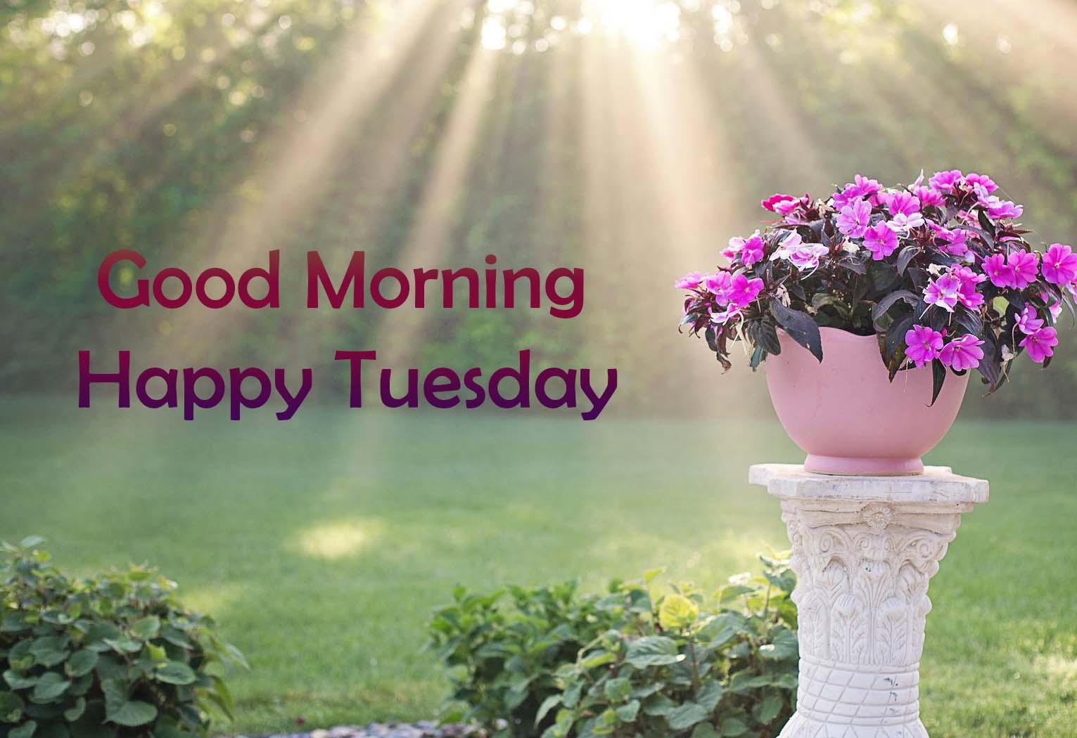Good Morning Happy Tuesday Latest Images